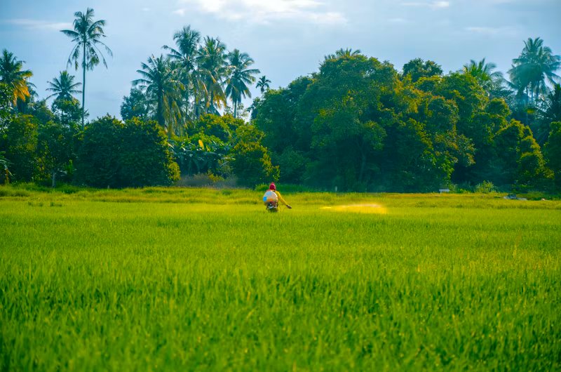 Person in green agricultural field